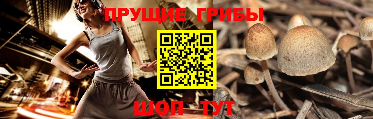 Псилоцибиновые грибы прущие грибы Кимры